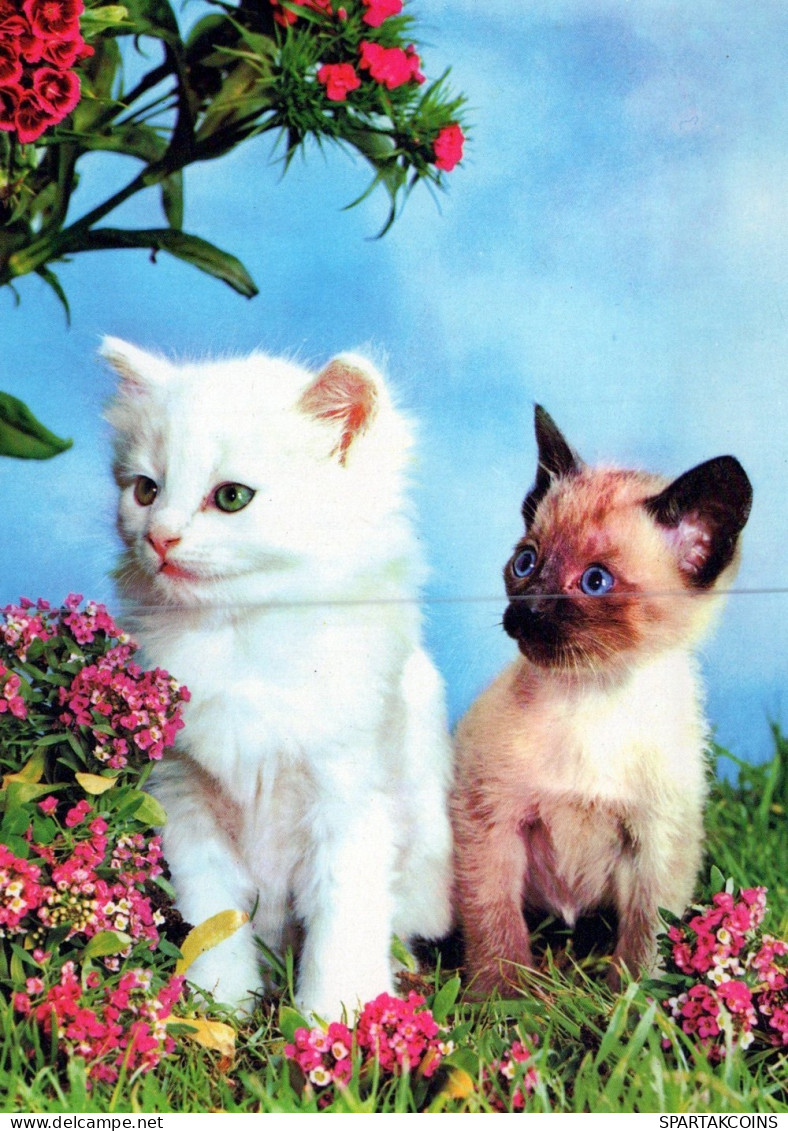 CAT KITTY Animals Vintage Postcard CPSM #PAM316.GB - Chats