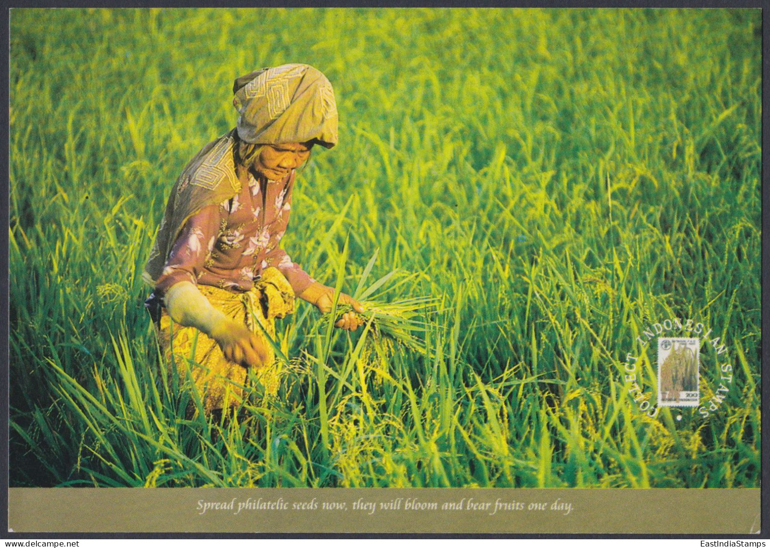 Indonesia 2000 Mint Postcard Paddy Picking Sumedang, West Java, Rice, Farming, Farm, Agriculture, Farmer, Woman - Indonesia