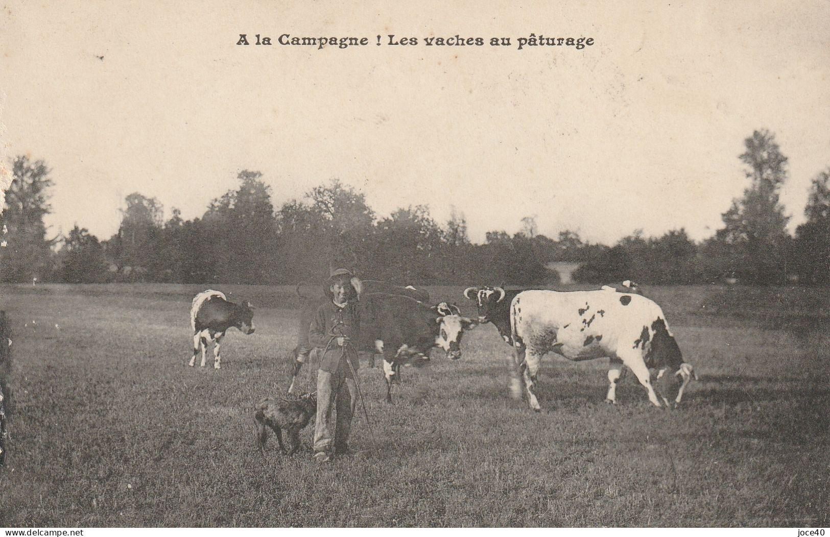 A La Campagne ! Les Vaches Au Pâturage, Le Jeune Vacher Et Son Chien - Koeien