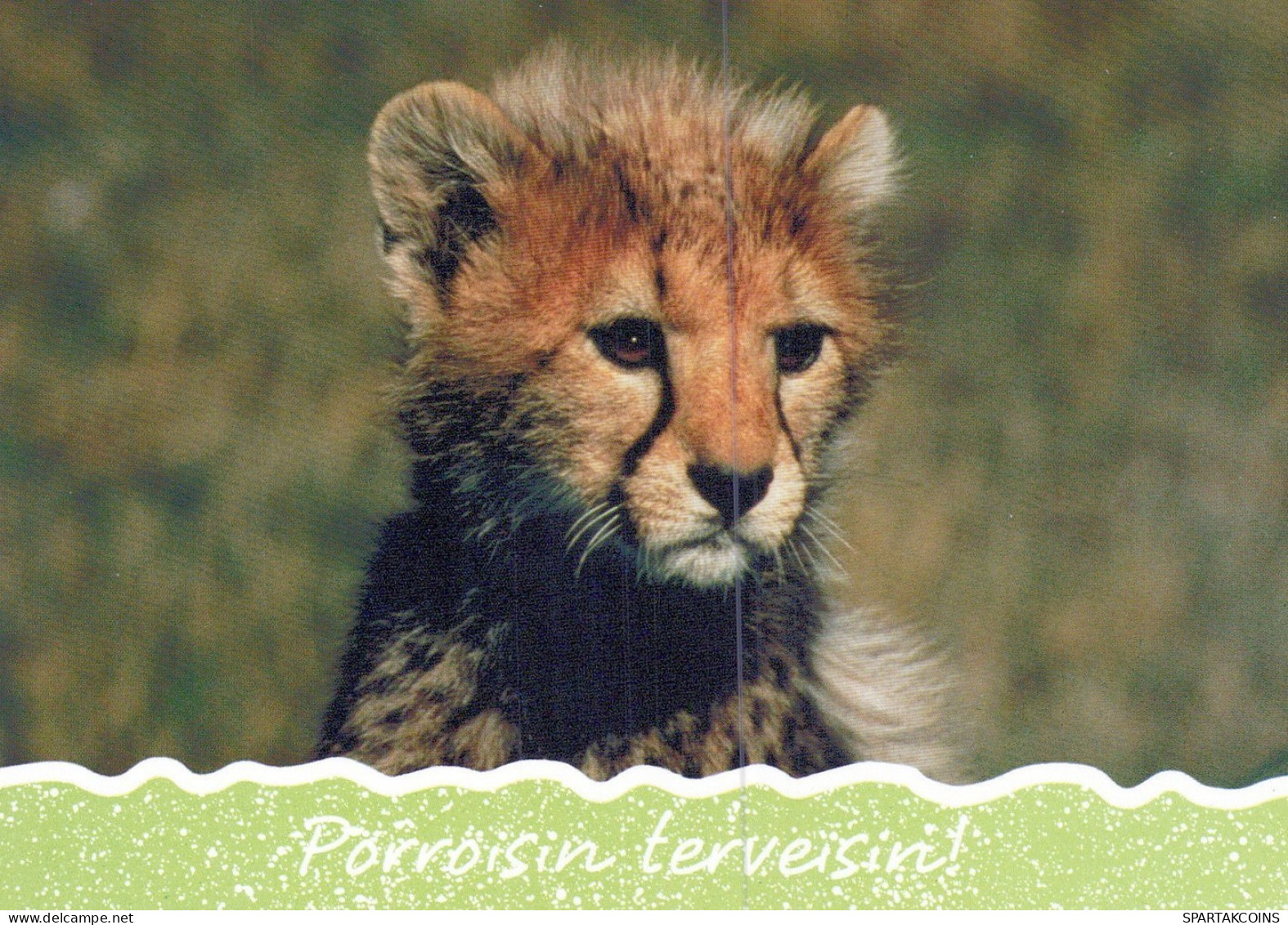 LION GROS CHAT Animaux Vintage Carte Postale CPSM #PAM009.FR - Lions