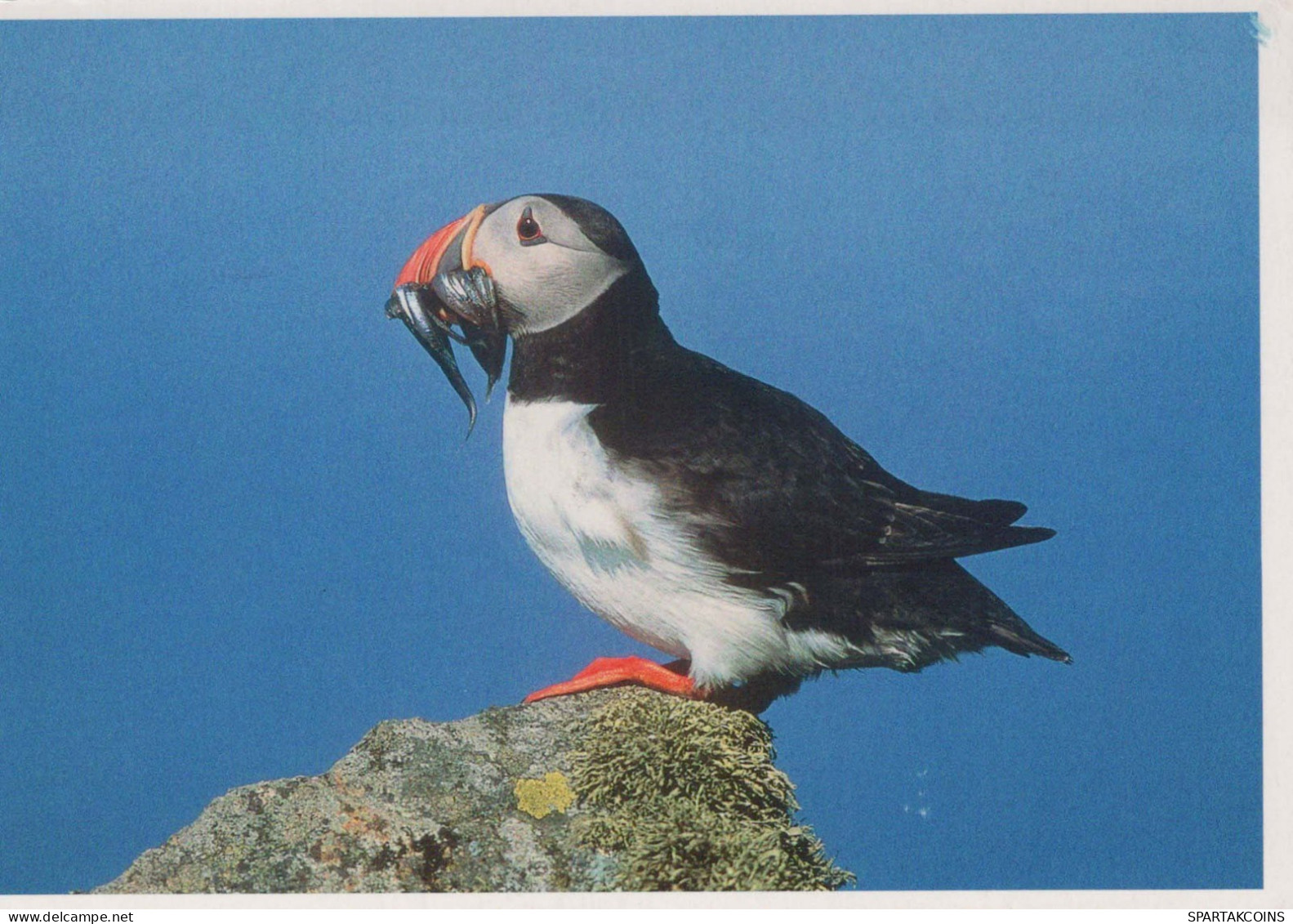 BIRD Animals Vintage Postcard CPSM #PBR388.GB - Vögel