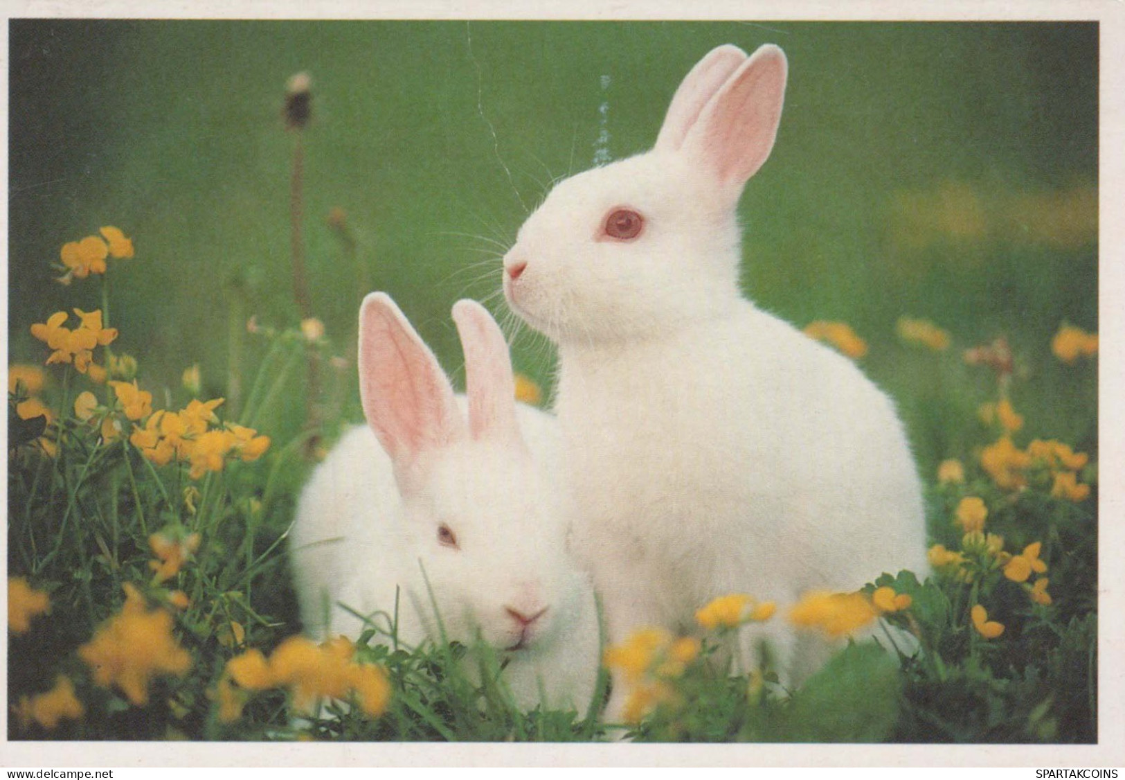RABBIT Animals Vintage Postcard CPSM #PBR112.GB - Autres & Non Classés
