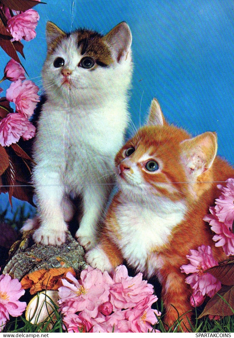 GATO GATITO Animales Vintage Tarjeta Postal CPSM #PAM317.ES - Cats