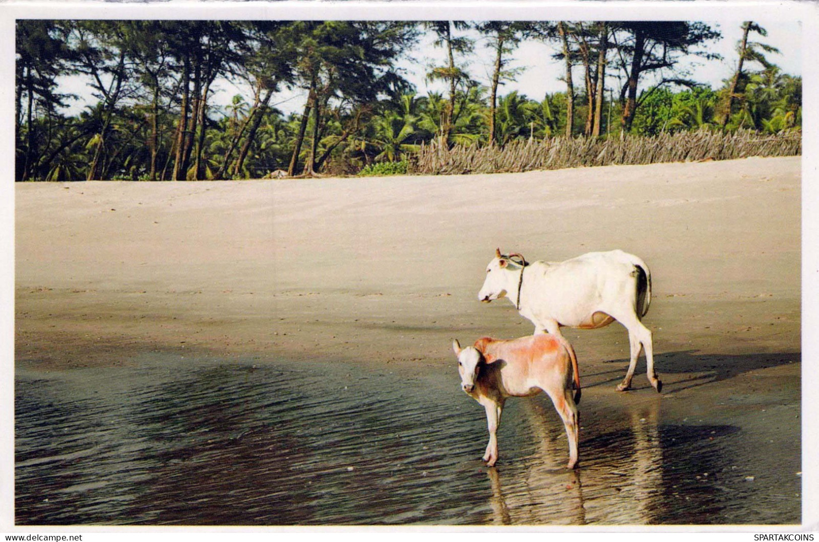 VACHE Animaux Vintage Carte Postale CPSM #PBR828.FR - Cows