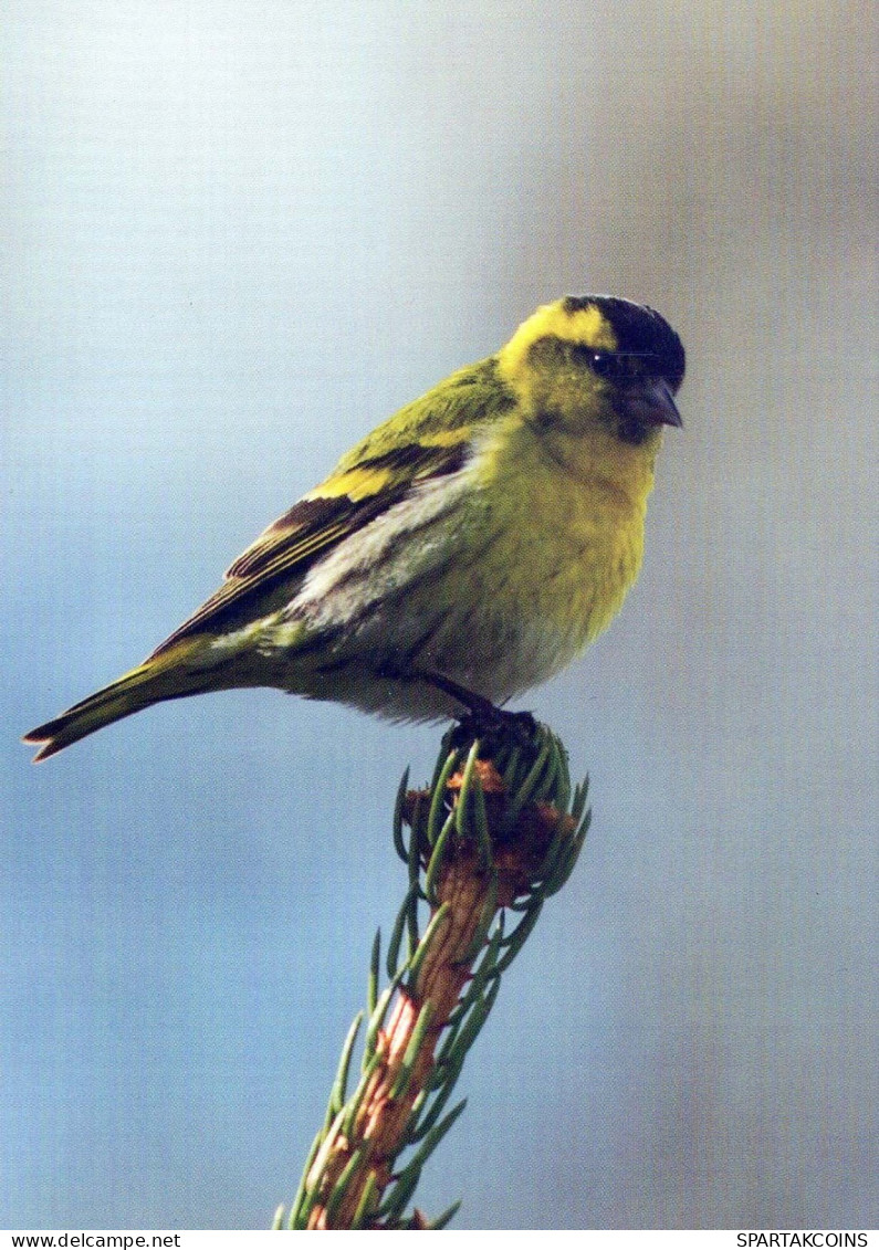 OISEAU Animaux Vintage Carte Postale CPSM #PBR451.FR - Vögel