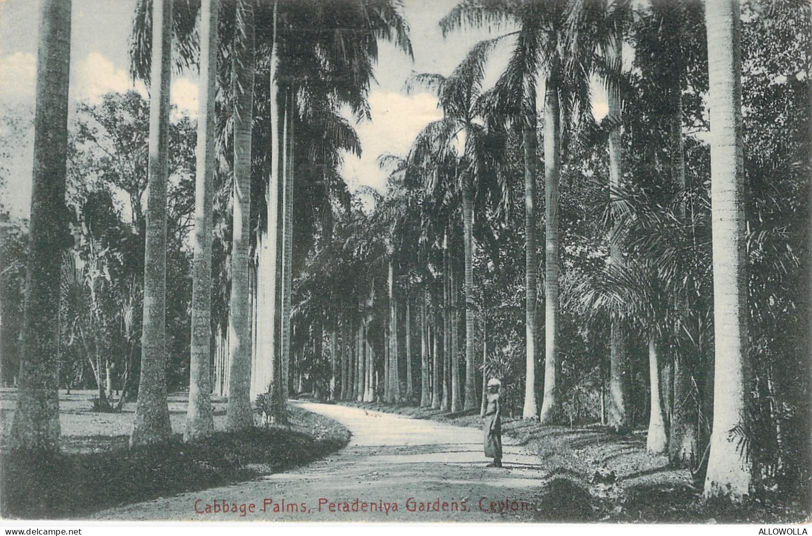 27014 " CABBAGE PALMS-PERADENIYA GARDENS-CEYLON " ANIMATED-VERA FOTO-CART. POST.  SPED.1912 - Sri Lanka (Ceylon)