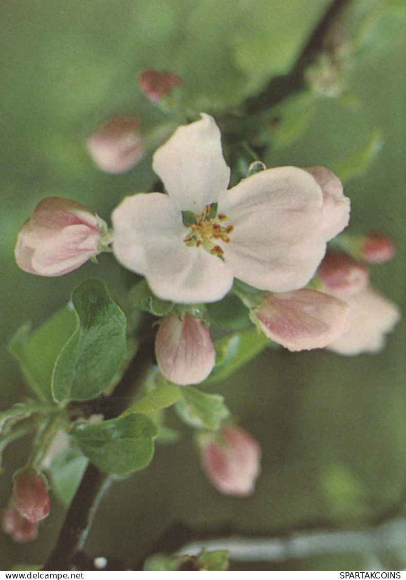 FLOWERS Vintage Ansichtskarte Postkarte CPSM #PAS477.DE - Bloemen