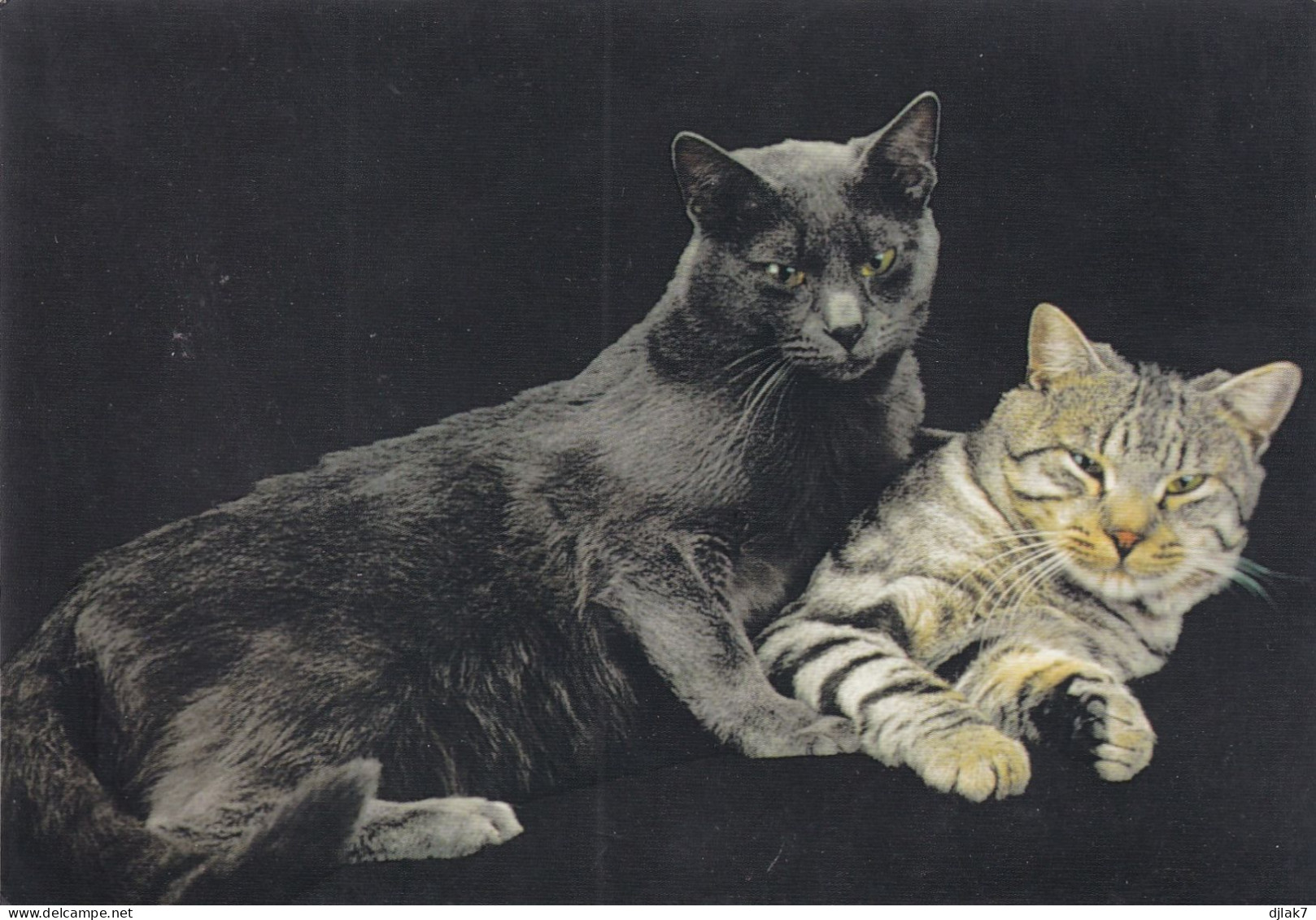 Deux Chats - Katzen