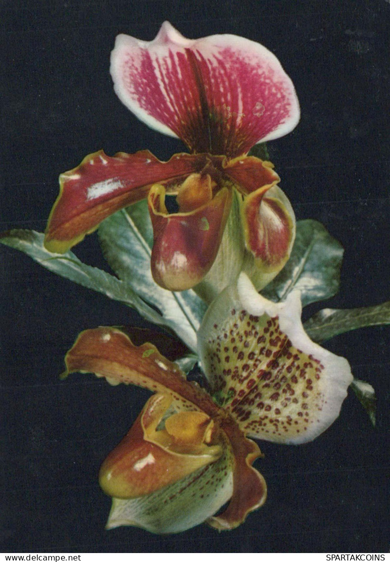 FLOWERS Vintage Ansichtskarte Postkarte CPSM #PAR155.DE - Flowers