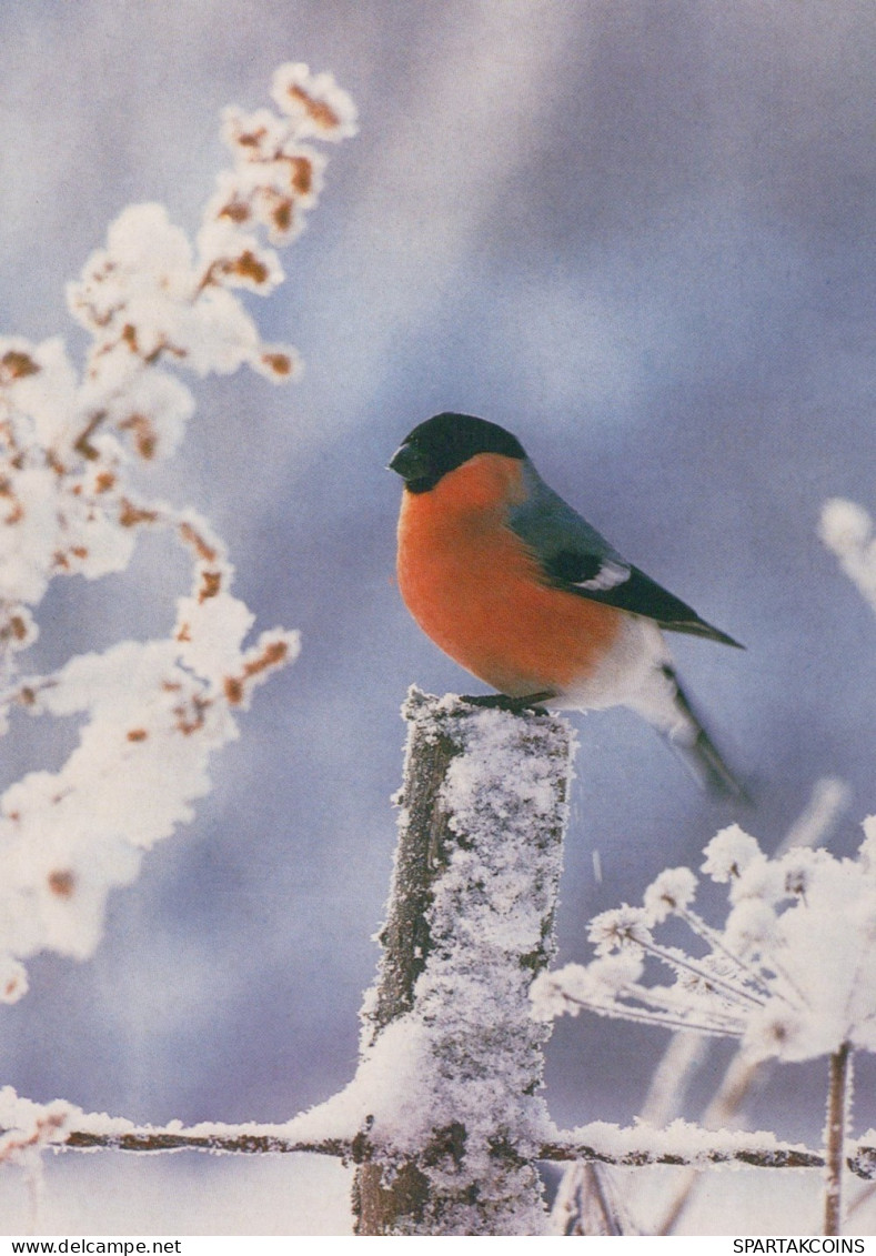 VOGEL Tier Vintage Ansichtskarte Postkarte CPSM #PAN384.DE - Oiseaux