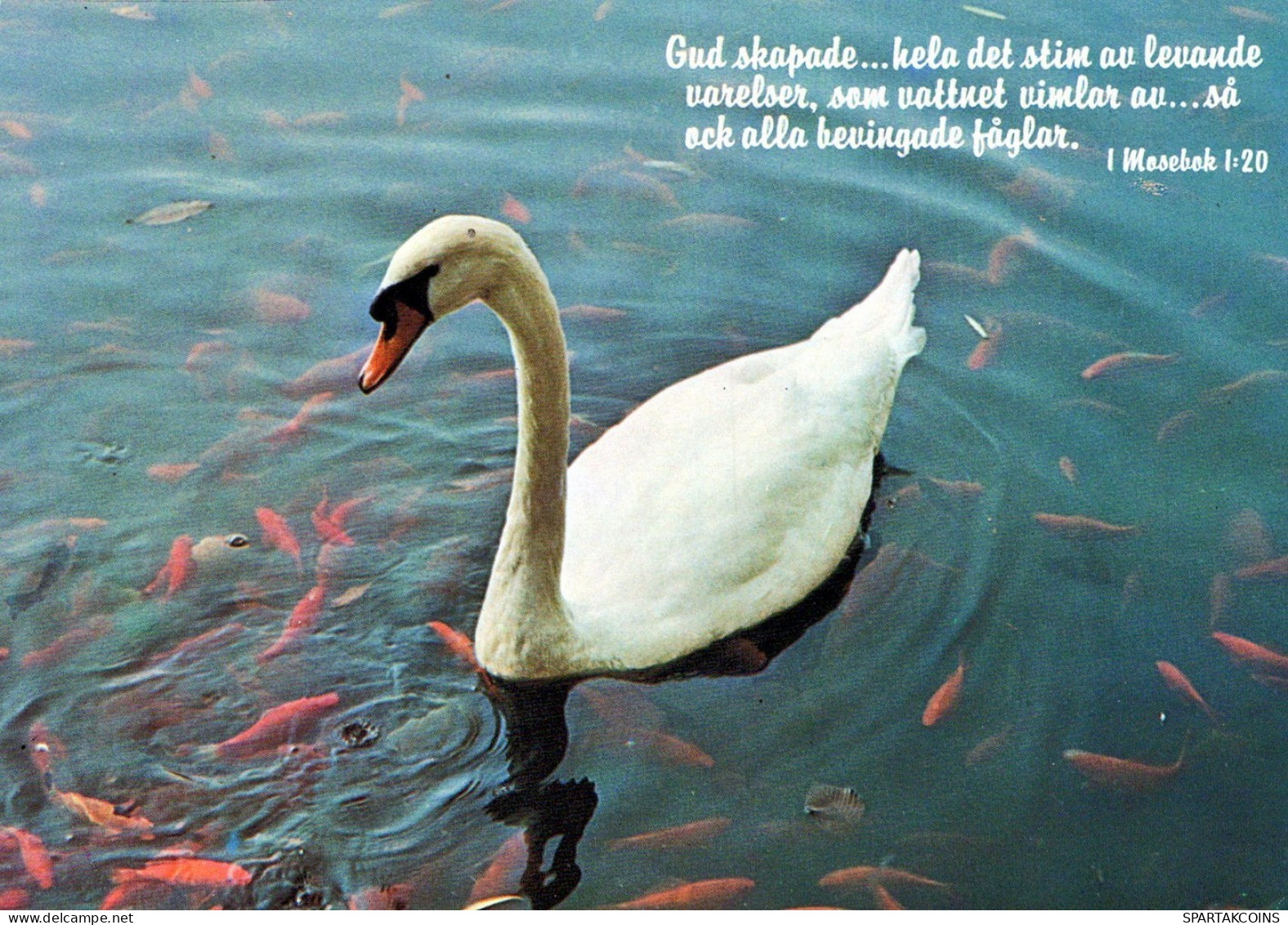 VOGEL Tier Vintage Ansichtskarte Postkarte CPSM #PAM703.DE - Vögel