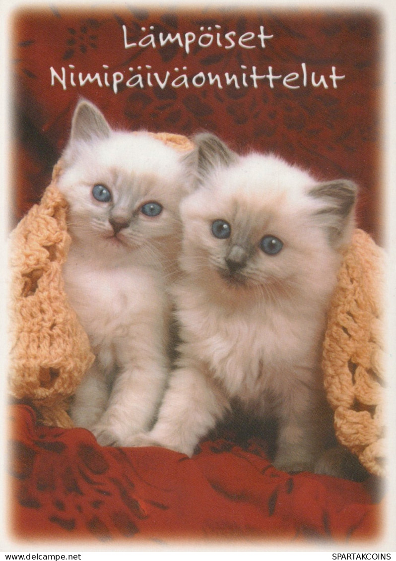 KATZE MIEZEKATZE Tier Vintage Ansichtskarte Postkarte CPSM #PAM572.DE - Katzen