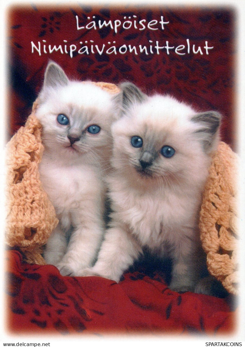 KATZE MIEZEKATZE Tier Vintage Ansichtskarte Postkarte CPSM #PAM572.DE - Katzen