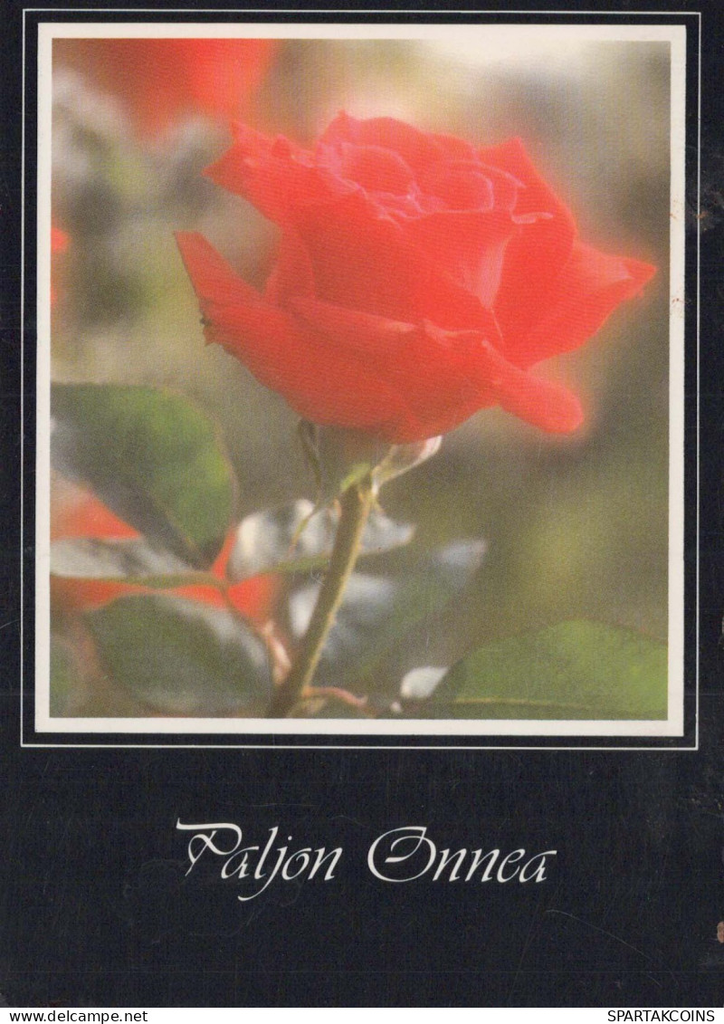 FIORI Vintage Cartolina CPSM #PAS238.IT - Flowers