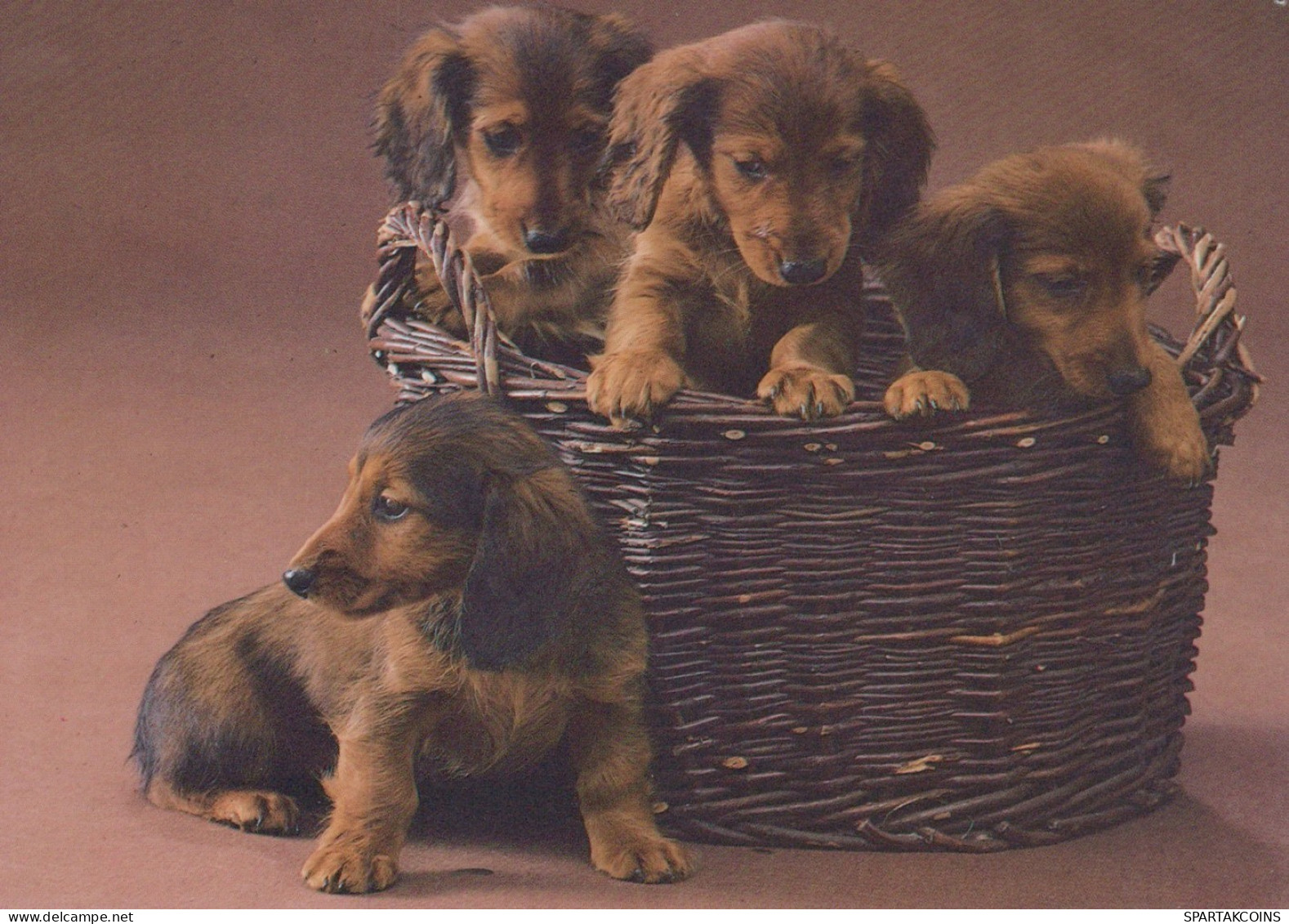 CANE Animale Vintage Cartolina CPSM #PAN643.IT - Chiens