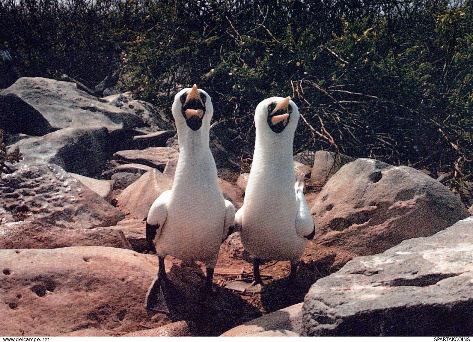 UCCELLO Animale Vintage Cartolina CPSM #PAN200.IT - Vögel