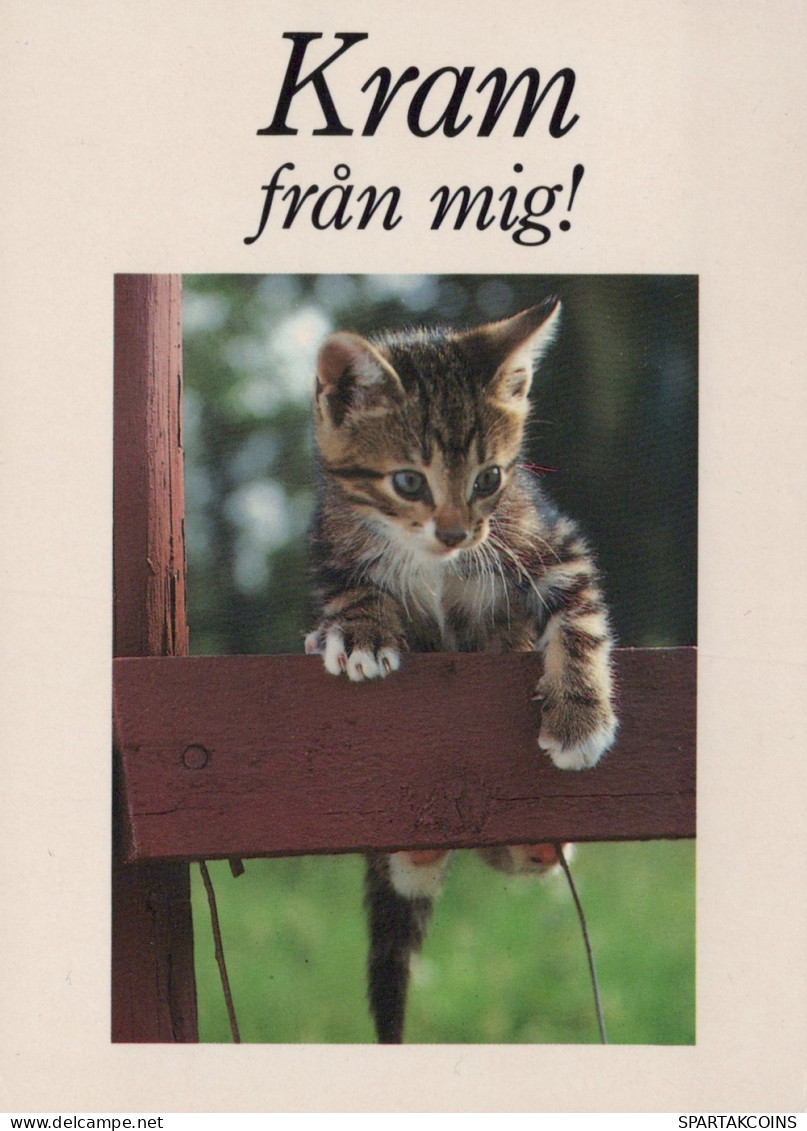 GATTO KITTY Animale Vintage Cartolina CPSM #PAM511.IT - Katzen