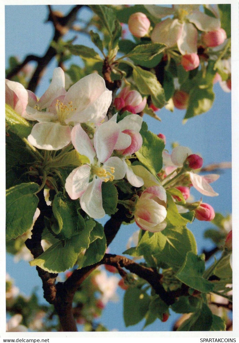 FLOWERS Vintage Ansichtskarte Postkarte CPSM #PBZ524.DE - Fleurs