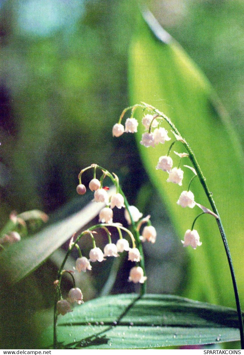 FLOWERS Vintage Ansichtskarte Postkarte CPSM #PBZ704.DE - Fleurs