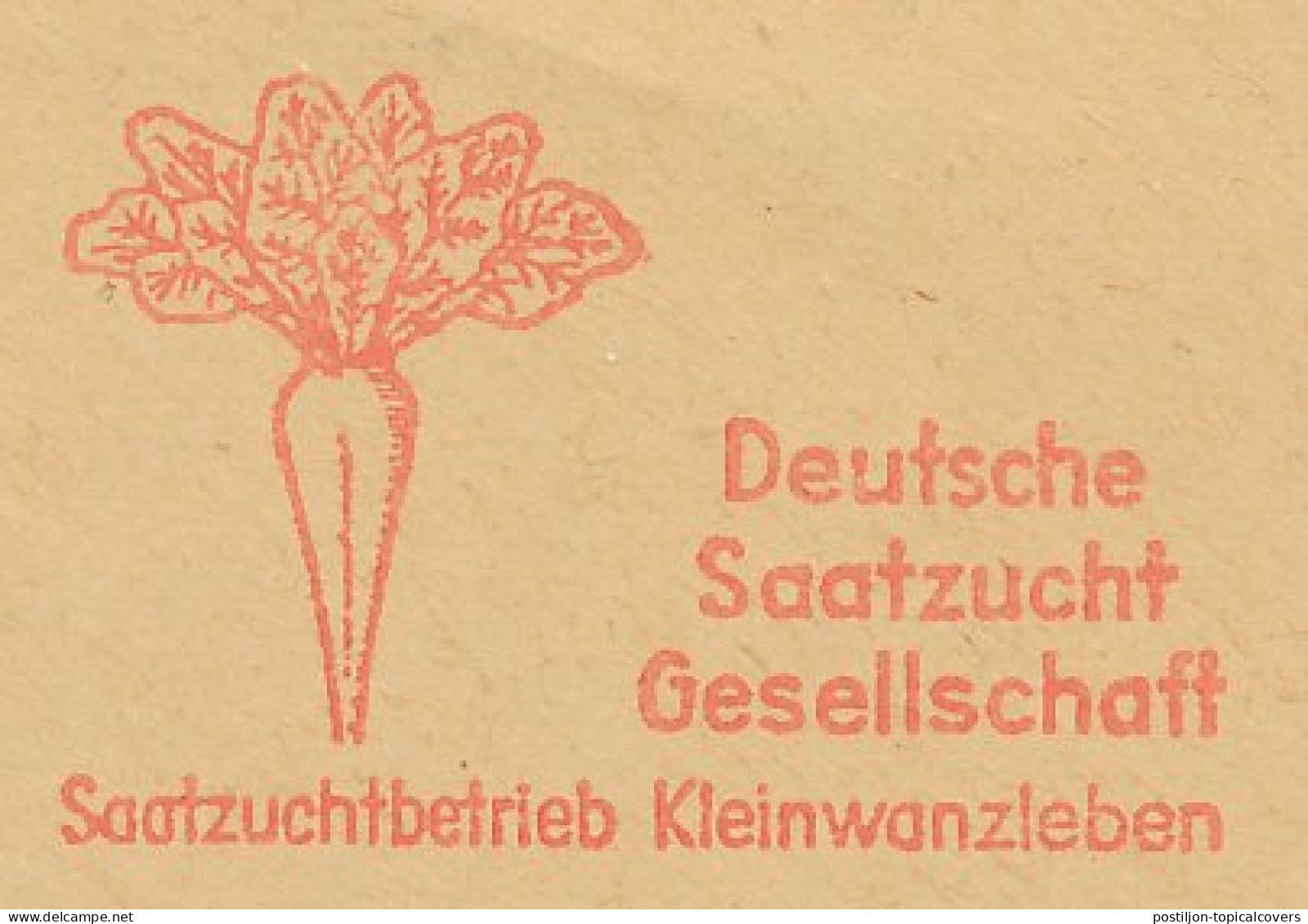 Meter Cut Deutsche Post / Germany 1950 Sugar Beet - Agriculture