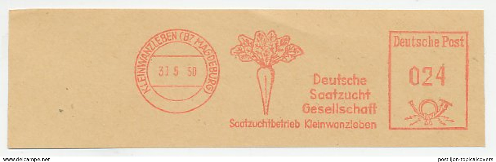 Meter Cut Deutsche Post / Germany 1950 Sugar Beet - Agriculture