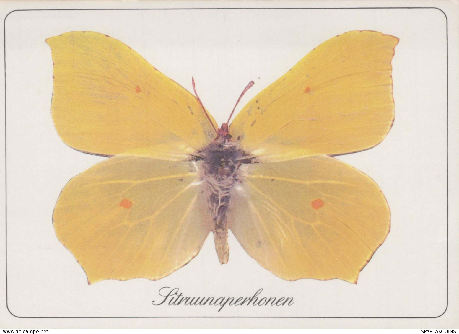 SCHMETTERLINGE Tier Vintage Ansichtskarte Postkarte CPSM #PBS432.DE - Butterflies