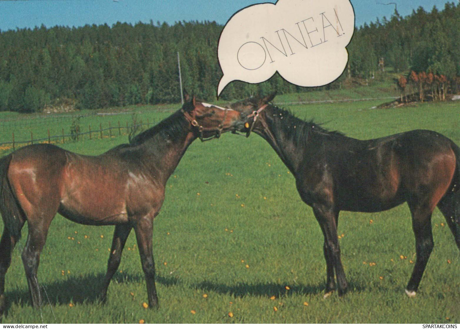 CAVALLO Vintage Cartolina CPSMPF #PKG935.IT - Horses