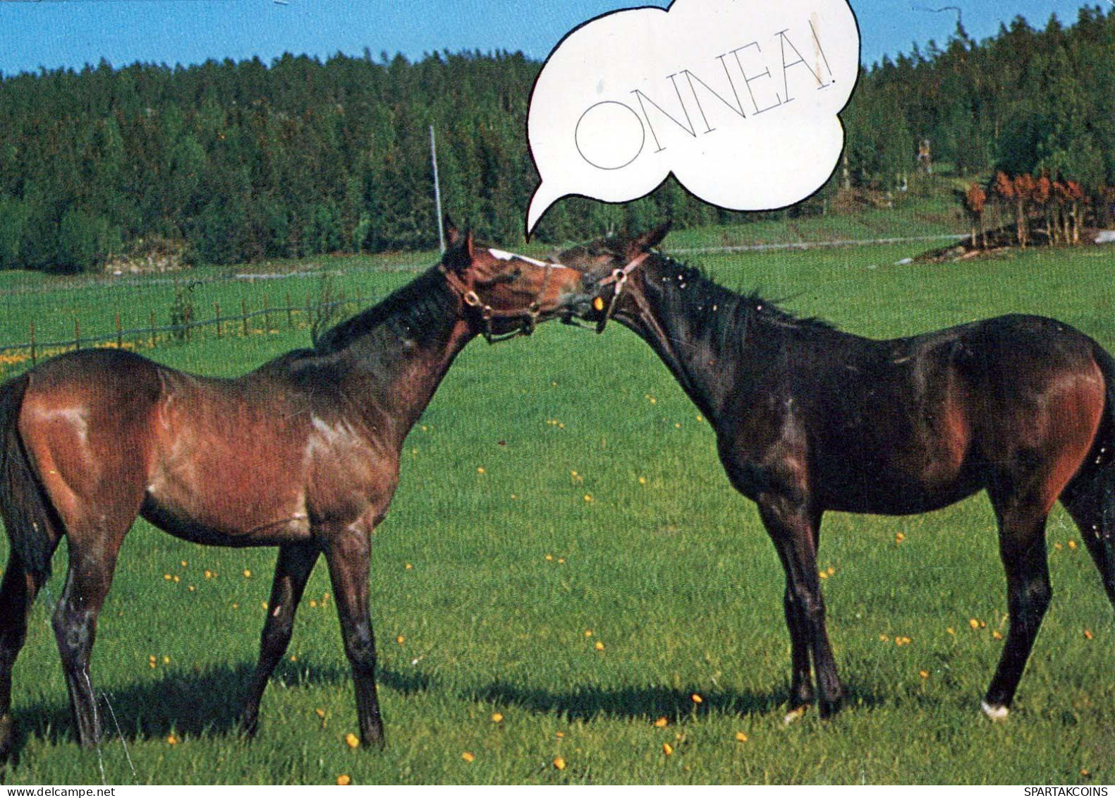 CAVALLO Vintage Cartolina CPSMPF #PKG935.IT - Horses