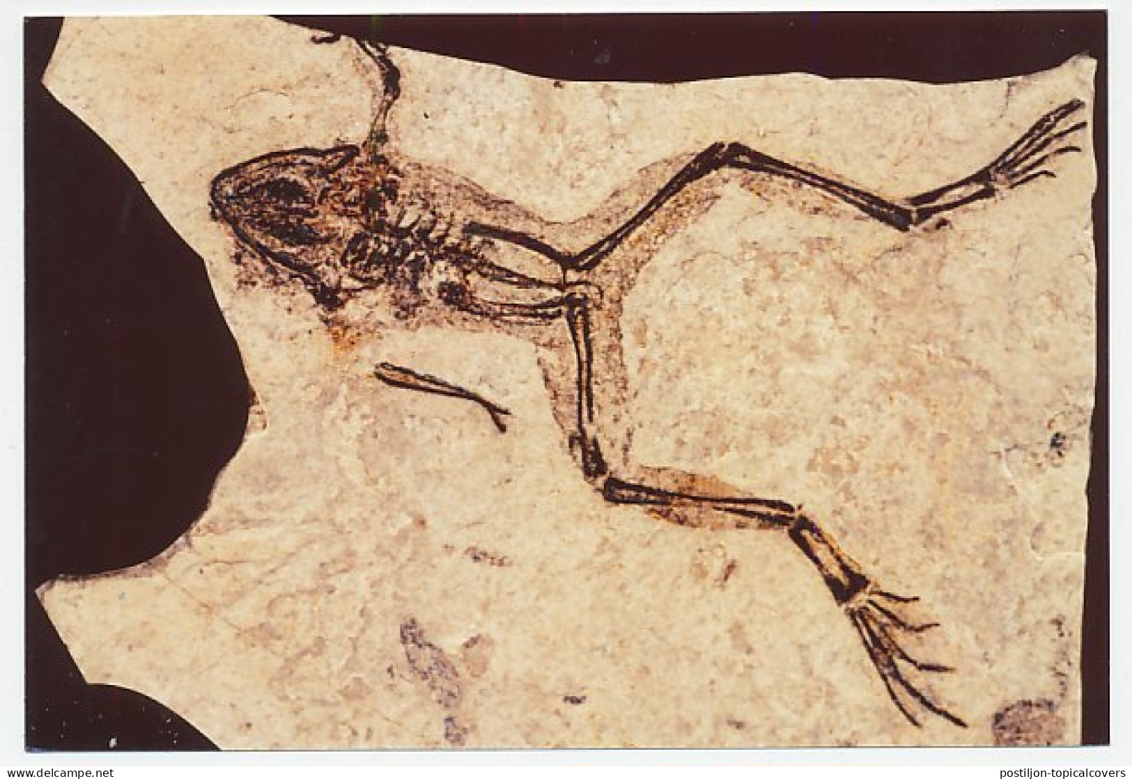 Postal Stationery China 2006 Fossil - Frog - Prehistory