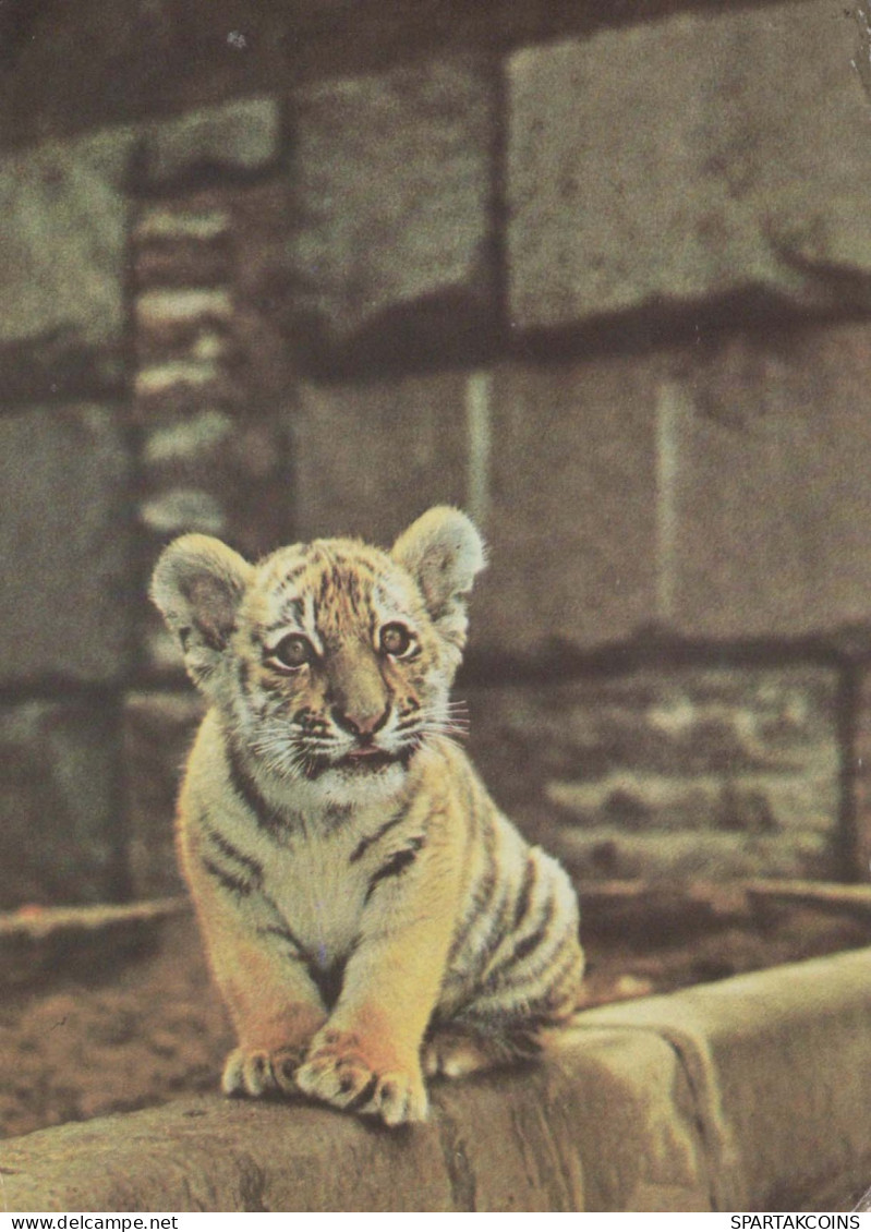 TIGRE Animale Vintage Cartolina CPSM #PBS056.IT - Tigres