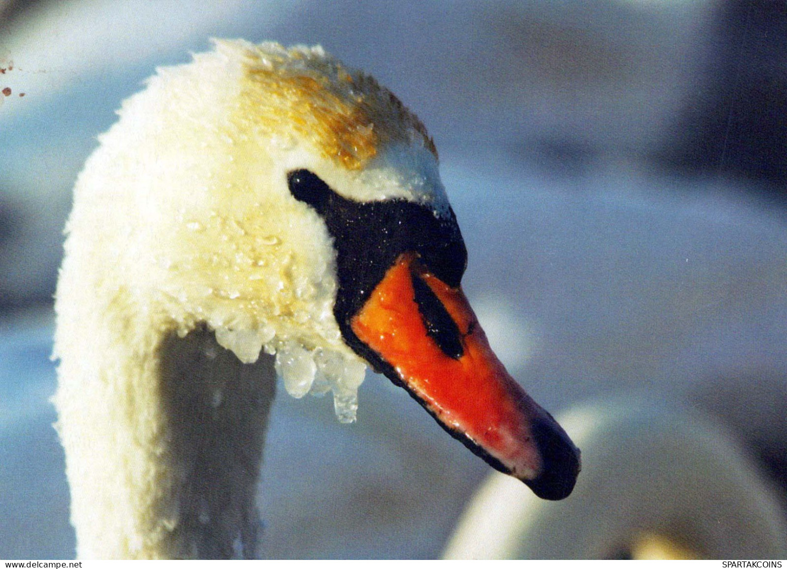 UCCELLO Animale Vintage Cartolina CPSM #PBR644.IT - Oiseaux