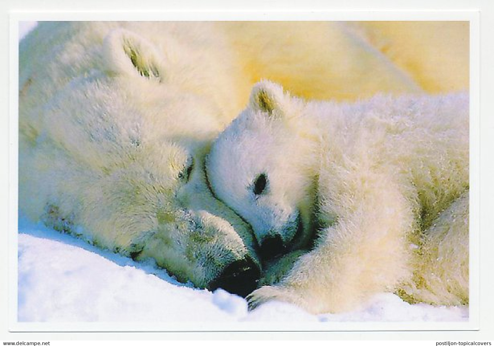 Postal Stationery China 2006 Polar Bear - Expéditions Arctiques