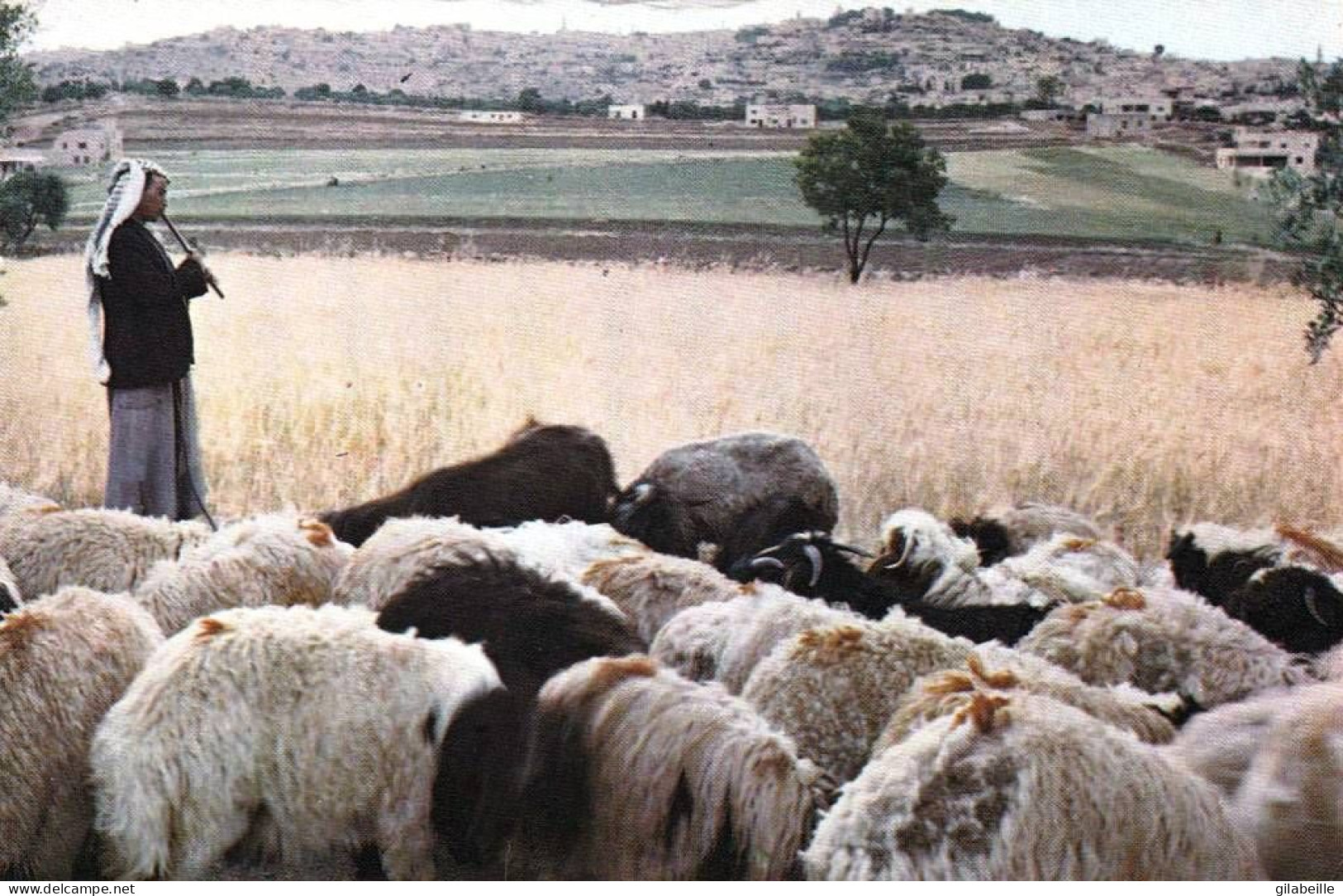 Israel -  BETHLEHEM..בטלהם  - The Shepherds Field WithBethlehem In The Background    - Israel