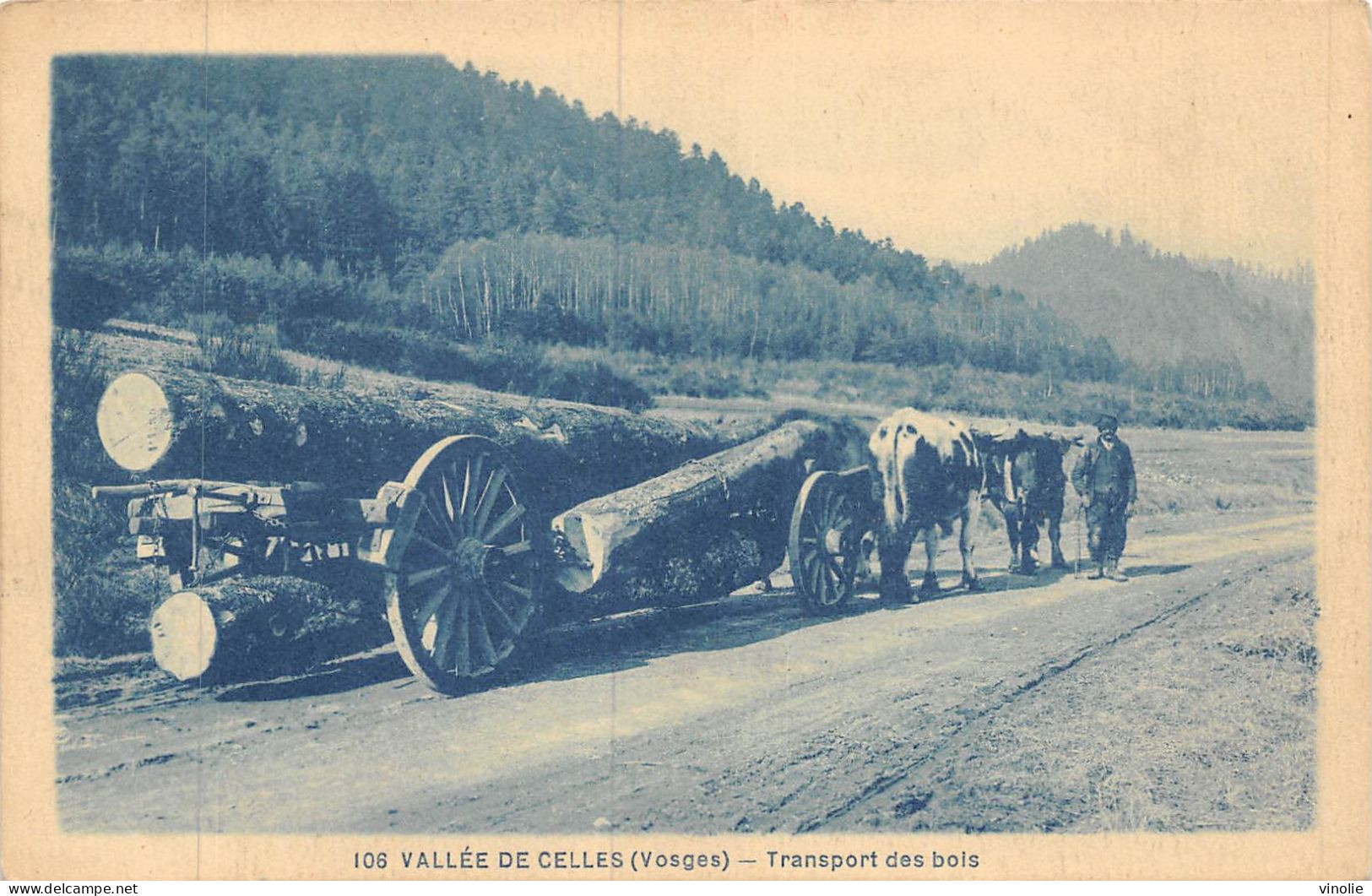 P-24-Mi-Is-2136 : TRANSPORT DU BOIS. ATTELAGE DE BOEUFS.  VALLEE DE CELLES - Other & Unclassified