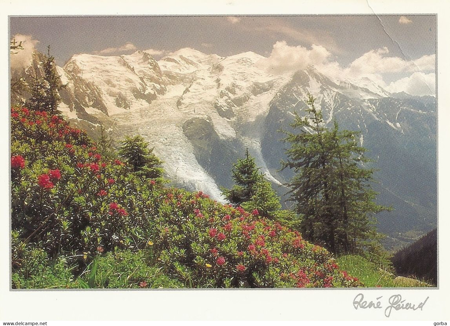 *CPM - 74 - CHAMONIX - Le Mont-Blanc Avec Les Glaciers Des Bossons Et De Taconnaz - Photo De René GERARD - Chamonix-Mont-Blanc