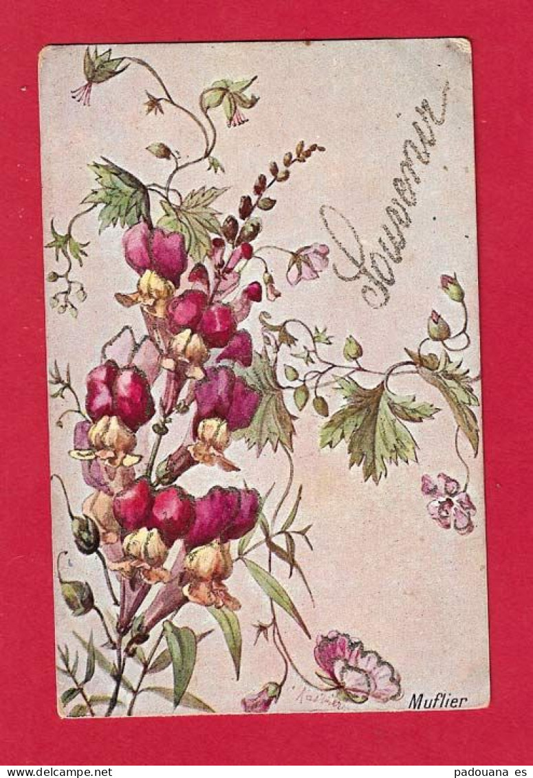 AA412 FANTAISIES FLEURS MUFLIER GUEULE DE LOUP KASTNER - Fleurs