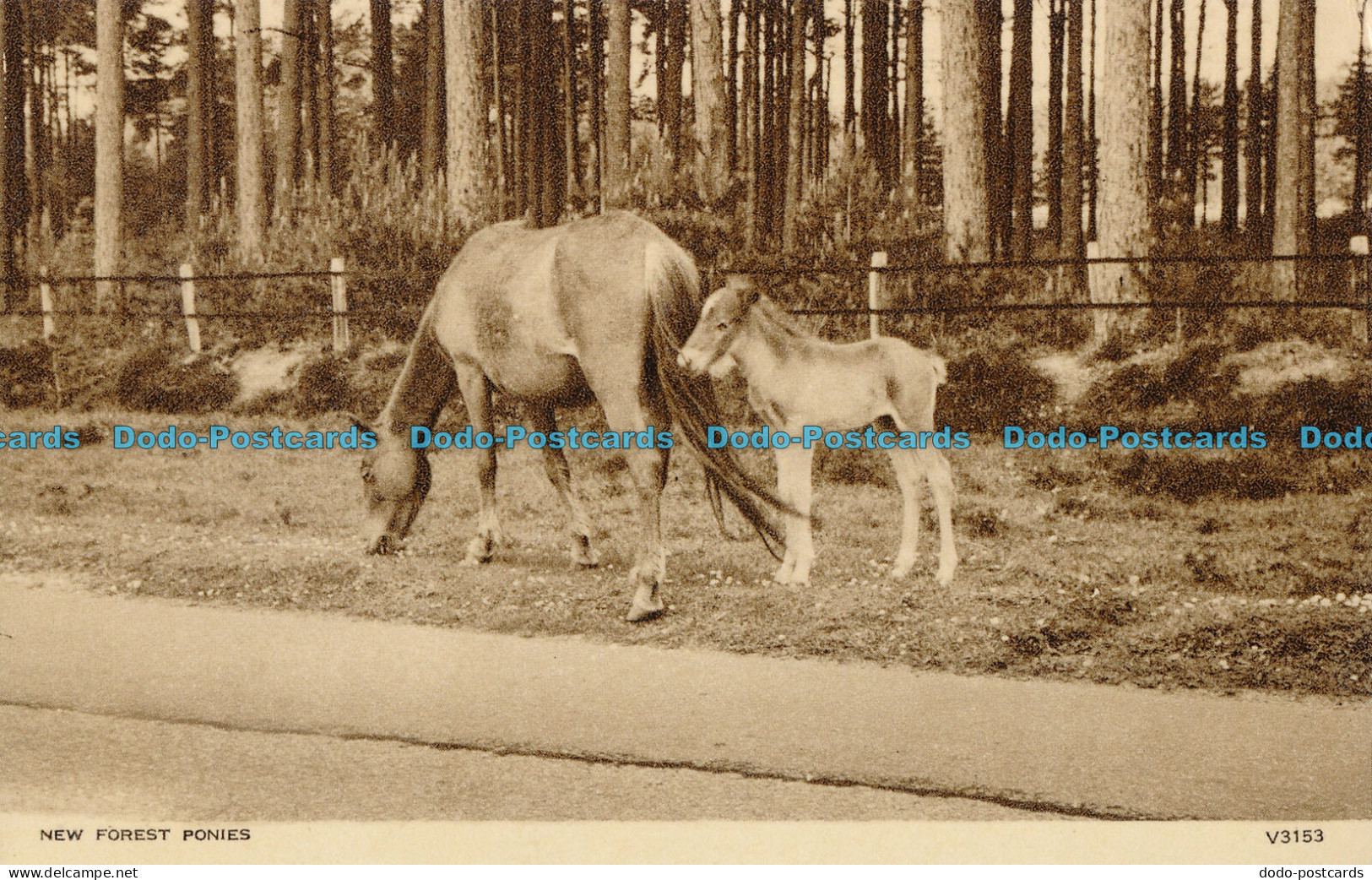 R004239 New Forest Ponies. Photochrom. No V3253 - Monde