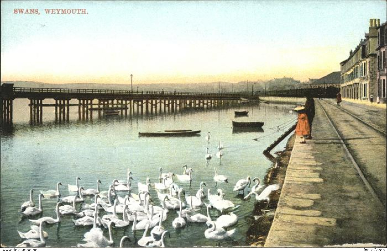 11193731 Weymouth Dorset Swans Weymouth And Portland - Other & Unclassified