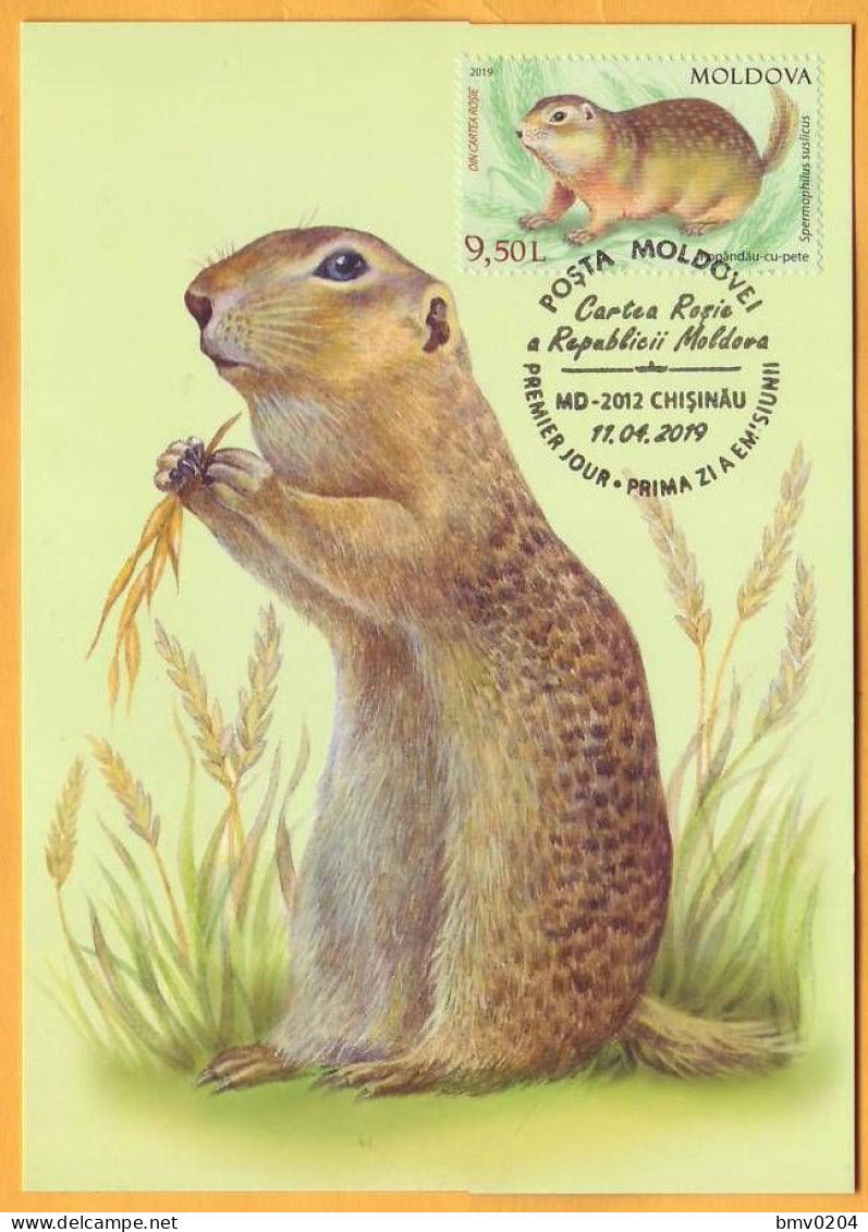 2019 Moldova Moldavie Red Book  Maxicard  Speckled Ground Squirrel (Spermophilus Suslicus) - Moldawien (Moldau)
