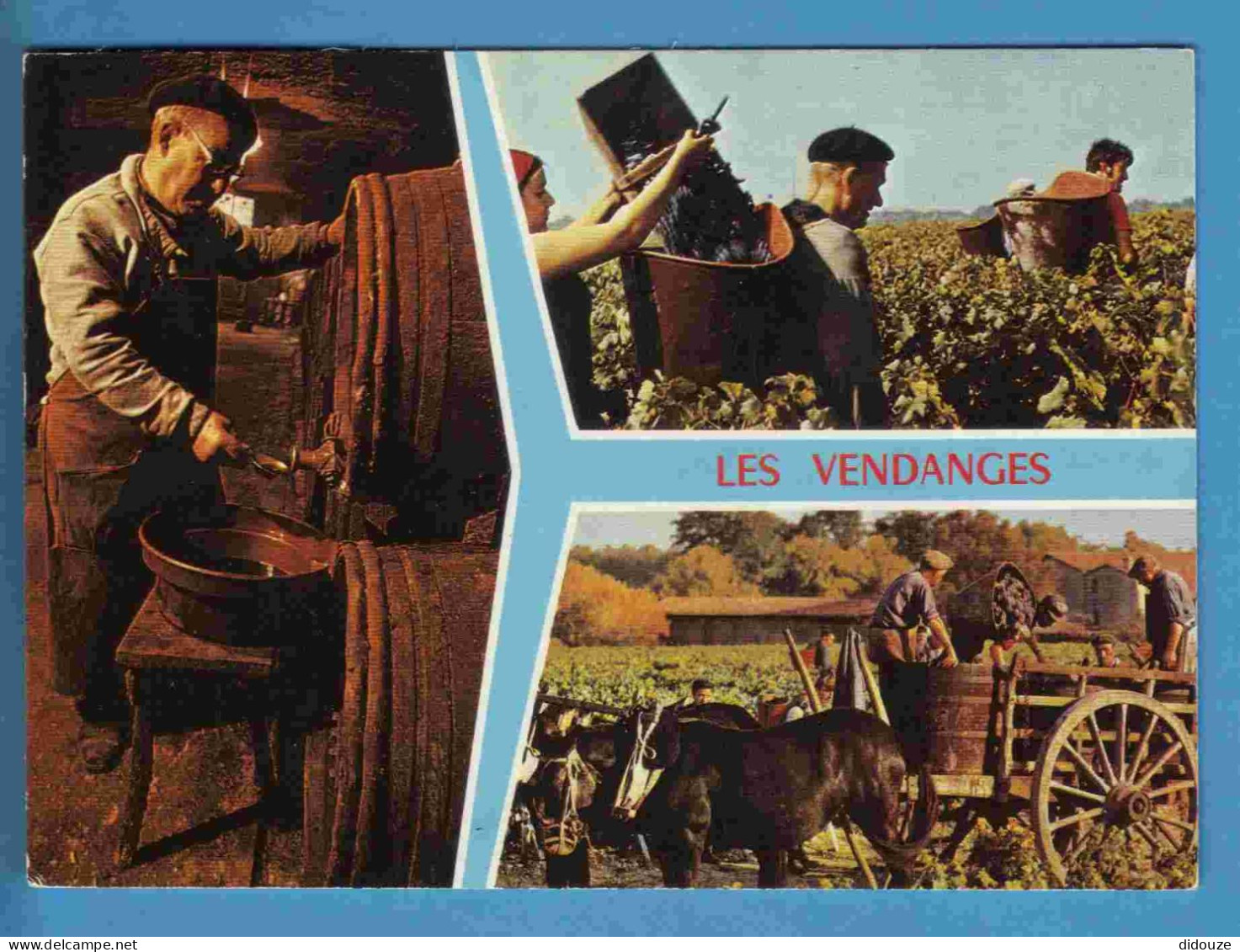 Vignes - Vendanges - Multivues - Ecrite En 1981 - Vines
