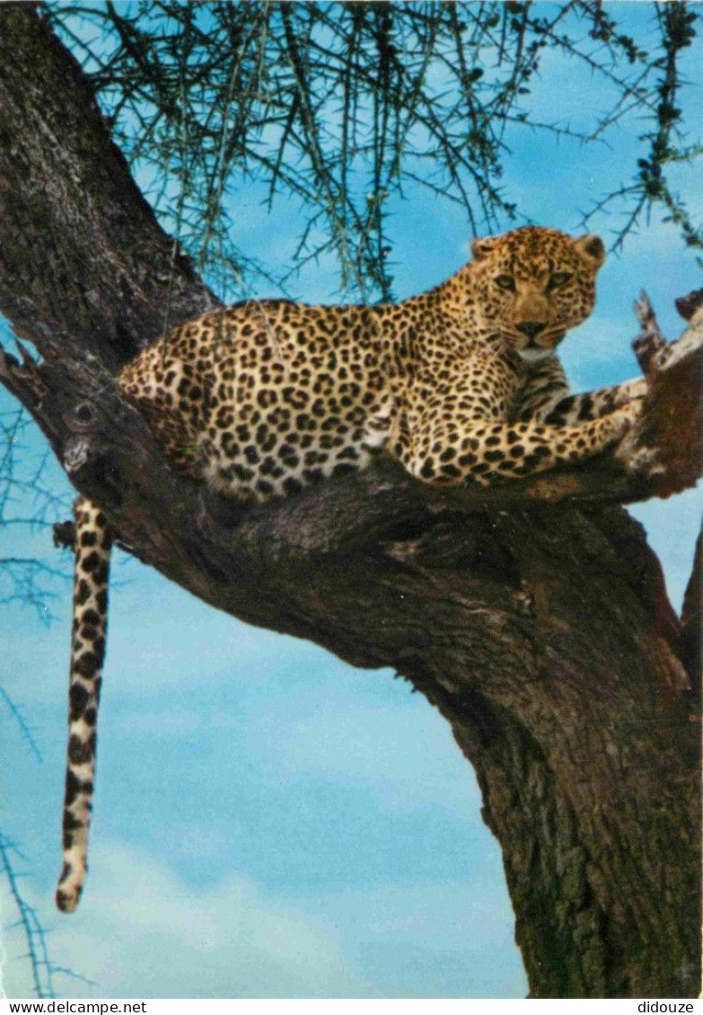 Animaux - Fauves - Léopard - African Wild Life - Leopard On A Tree - Léopard Dans Un Arbre - CPM - Carte Neuve - Voir Sc - Autres & Non Classés