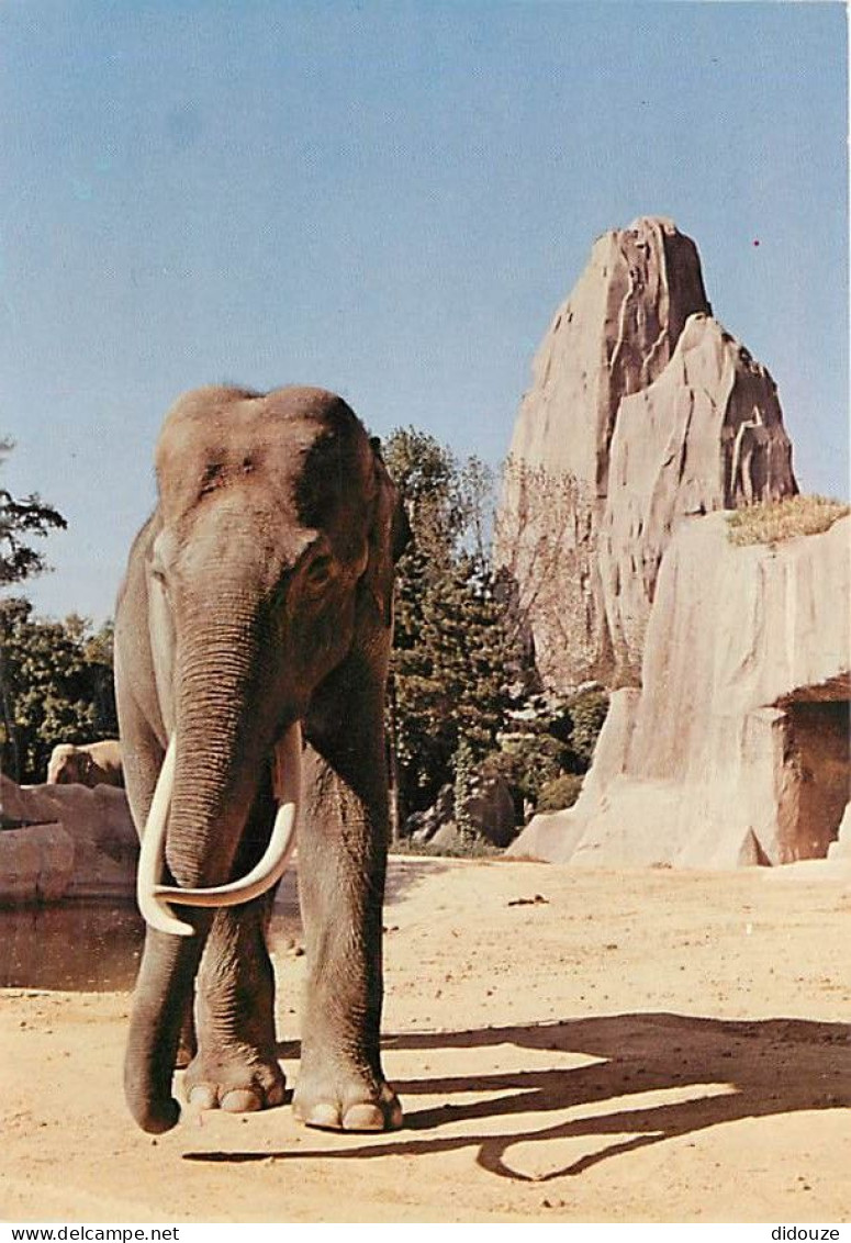 Animaux - Eléphants - Paris - Parc Zoologique Du Bois De Vincennes - Muséum National D'Histoire Naturelle - Elephant D'A - Elephants