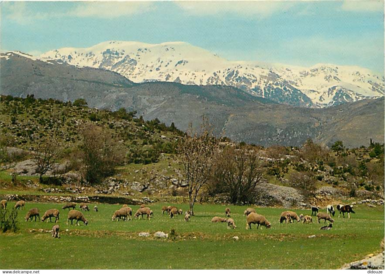 Animaux - Moutons - Aspect De La Vie Pastorale - CPM - Voir Scans Recto-Verso - Autres & Non Classés