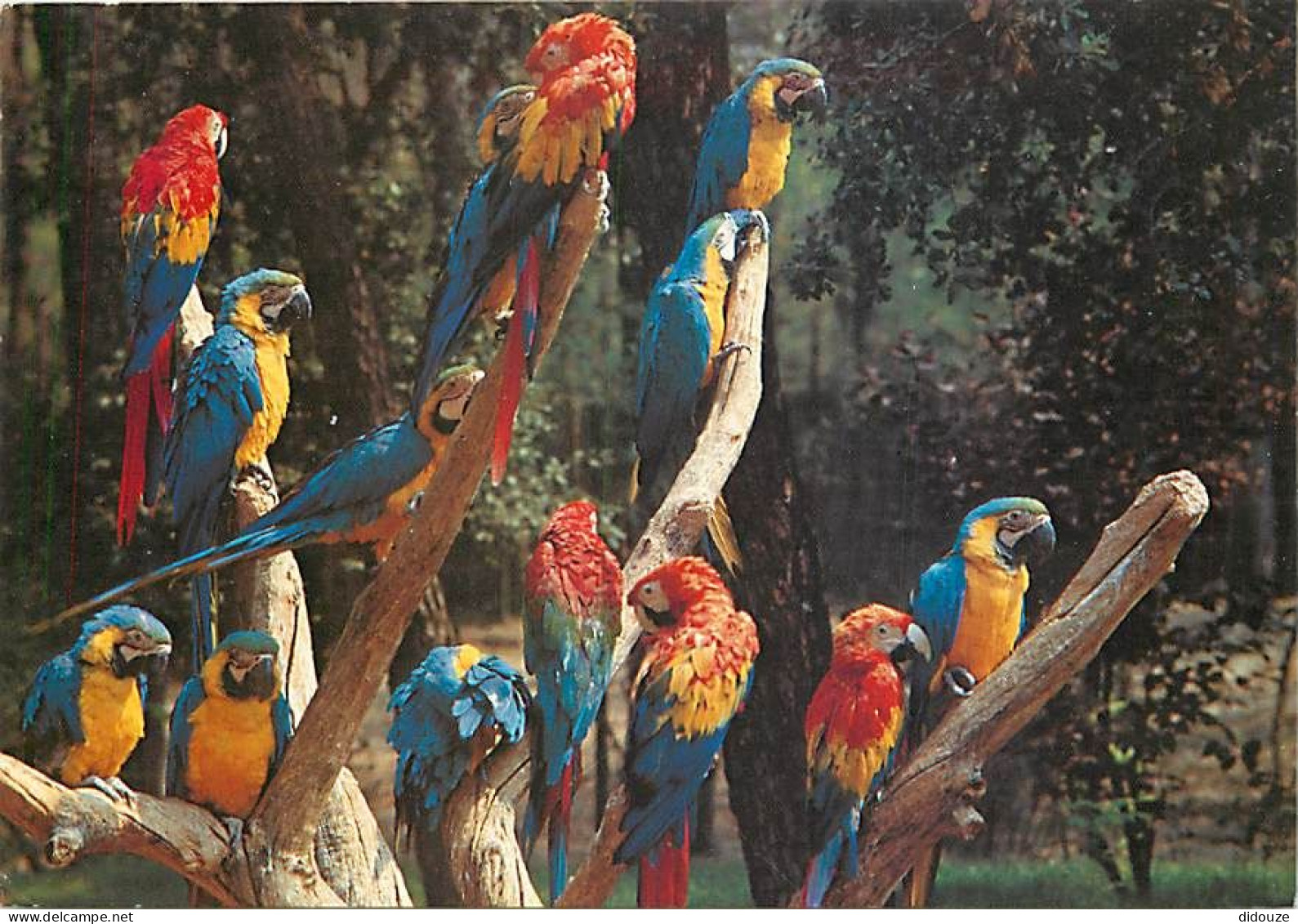 Animaux - Oiseaux - Perroquet - Parc Zoologique De La Palmyre-Royan - CPM - Voir Scans Recto-Verso - Oiseaux