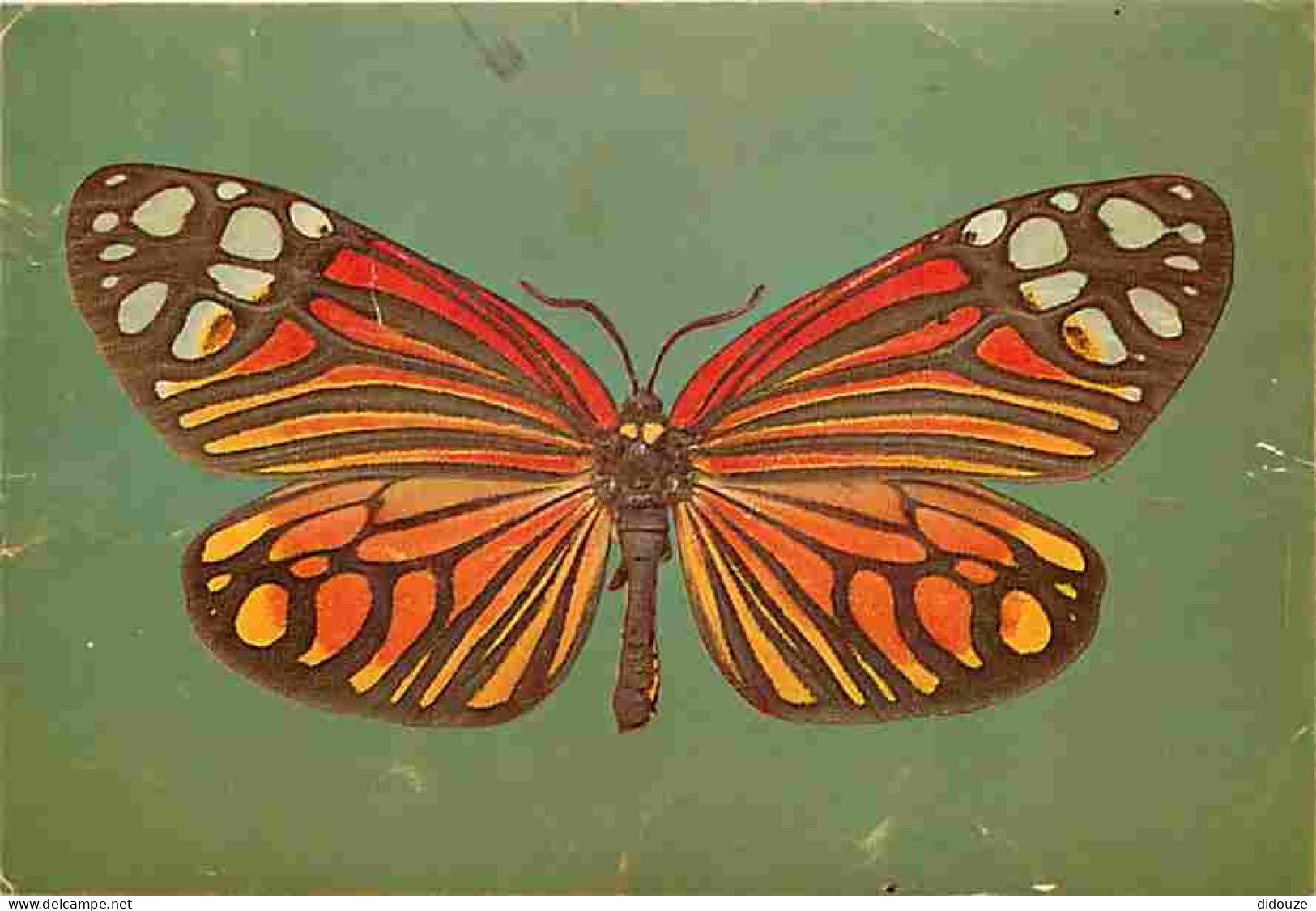 Animaux - Papillons - Tropical Moths - Campylotes Kotzschi - Zygaenidae - CPM - Voir Scans Recto-Verso - Papillons