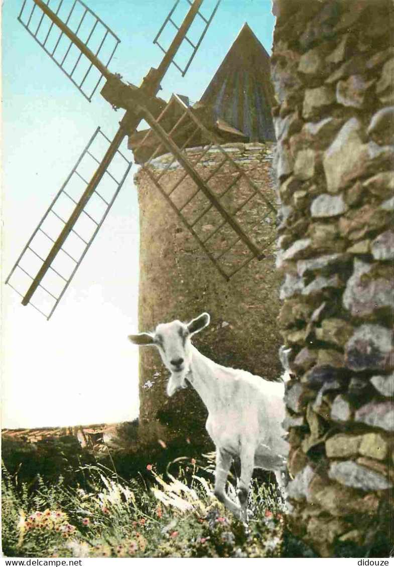 Animaux - Chèvres - Provence - Le Moulin De Alphonse Daudet Et La Chèvre De Mr Seguin - Mention Photographie Véritable - - Autres & Non Classés