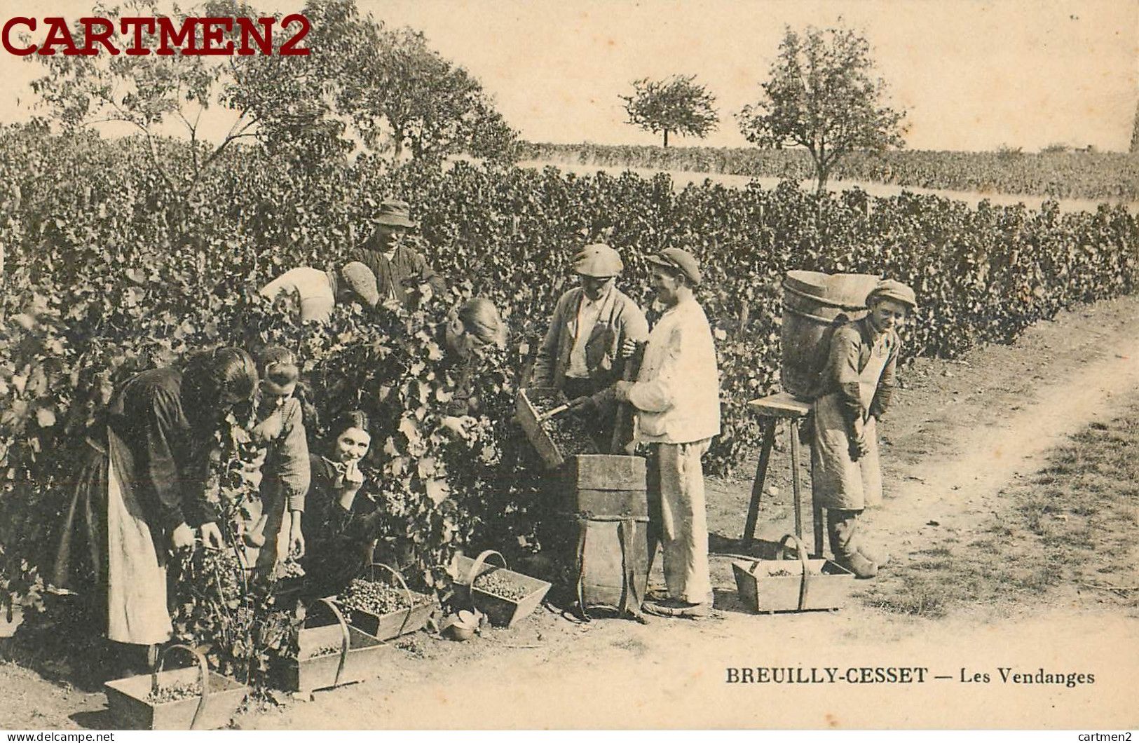 BREUILLY-CESSET LES VENDANGES METIER VIGNE VITICULTURE 03 ALLIER - Sonstige & Ohne Zuordnung