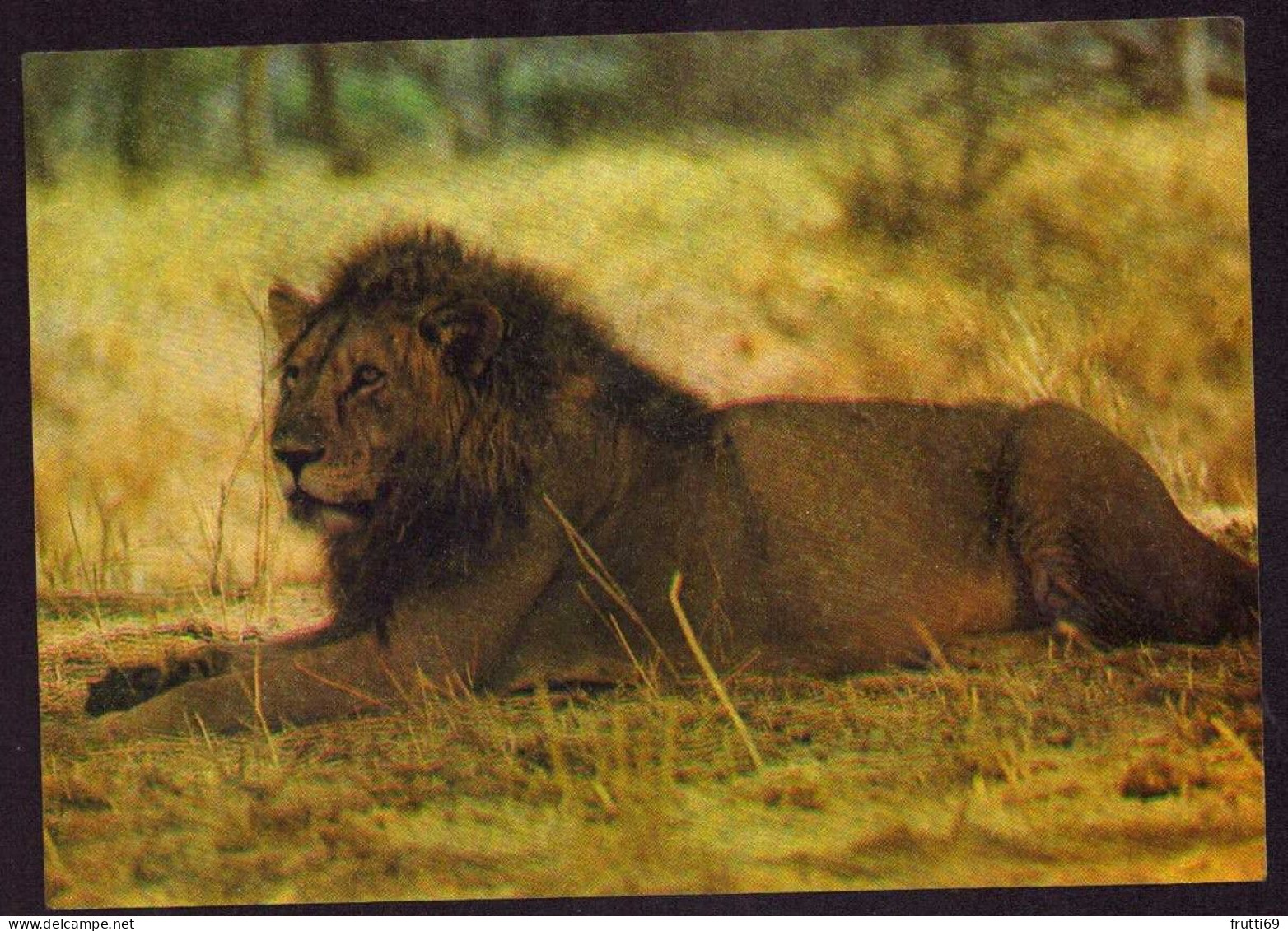 AK 212150 LION / LÖWE .. - Masai-Löwe - Lions