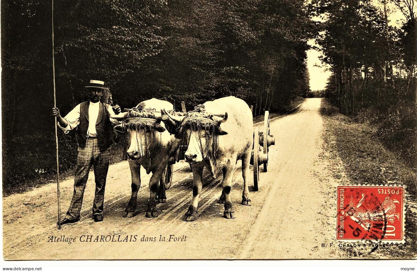 2466 - Saone Et Loire -  ATTELAGE  CHAROLLAIS ( BOEUFS) , TRES GROS PLAN  Voyagé En 1910 - Autres & Non Classés