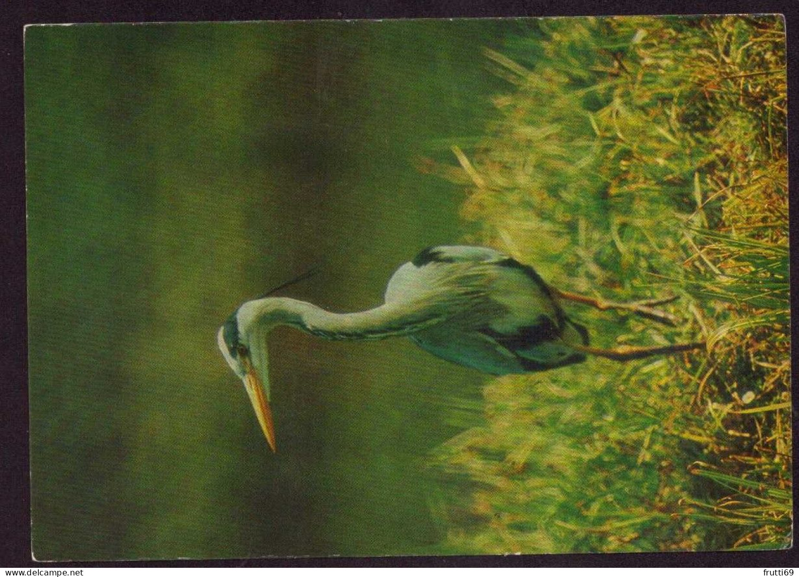 AK 212160 BIRD / VOGEL - Graureiher - Zèbres